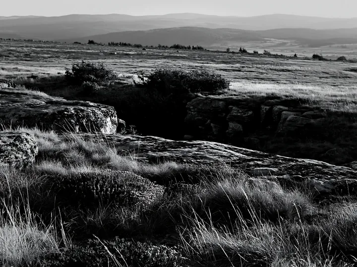 Rewilding meadow landscape in black and white - AI-generated stock image