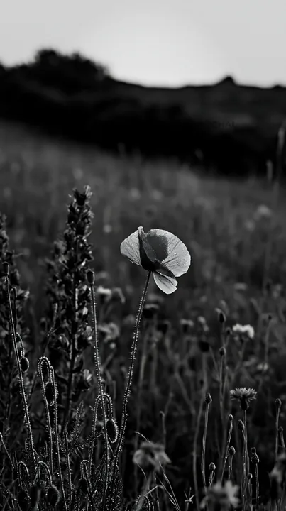 Poppy larkspur meadow during daylight in black and white - AI-generated stock image