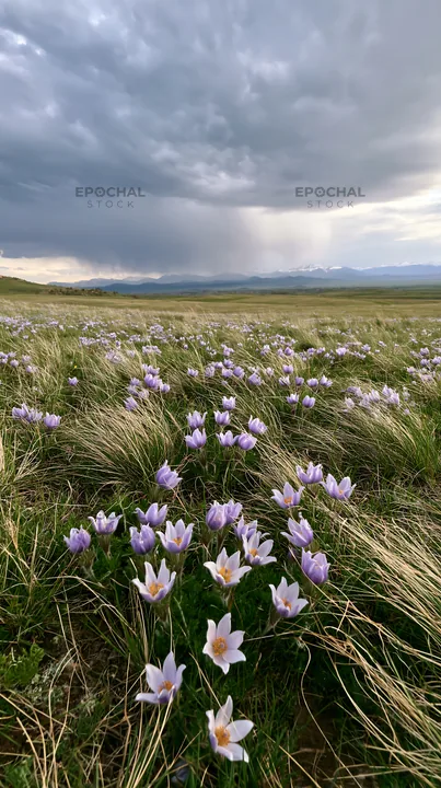Cloudy pasque flower meadow with purple blooms in the grass - AI-generated stock image