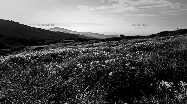 Black and white iwate rain refreshed meadow seedhead foreground - AI-generated stock image