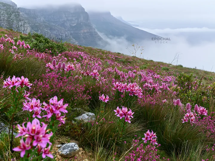 Colorful orchid meadow with mountains and fog above - AI-generated stock image