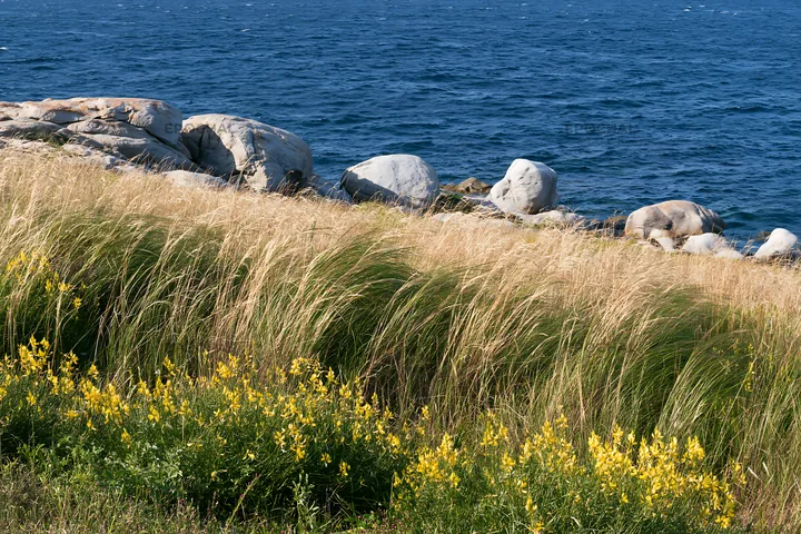 Italian meadow along rocky coast with yellow flowers - AI-generated stock image