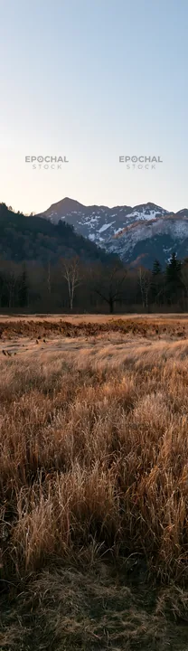Akita snowmelt meadow with silver grasses near distant mountains - AI-generated stock image