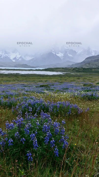 Snowy meadow with wildflowers in Torres del Paine - AI-generated stock image