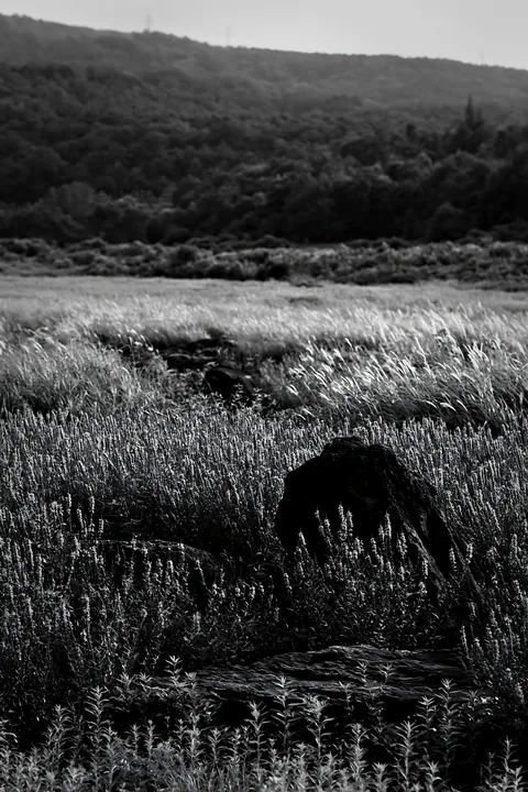 Black and white kanagawa heat resilient meadow volcanic stones with flowers - AI-generated stock image