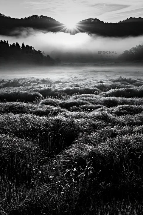 Rewilded Akita silver grass meadow with stones at sunrise - AI-generated stock image
