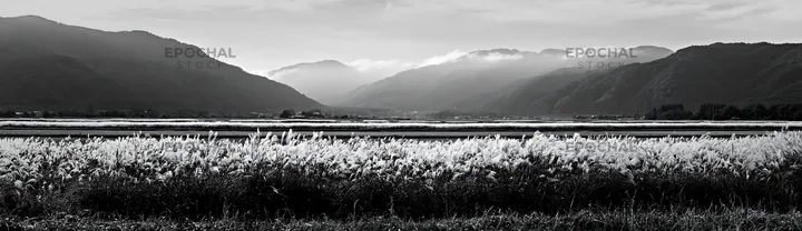 Fukui native grass meadow with rain droplets on grass - AI-generated stock image