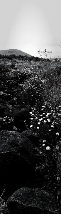 Black and white yamanashi regenerative meadow with basalt stones and flowers - AI-generated stock image