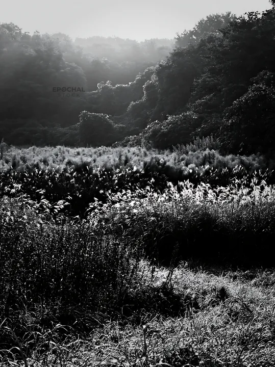 Black and white tokyo urban biodiversity meadow with seedheads in morning light - AI-generated stock image