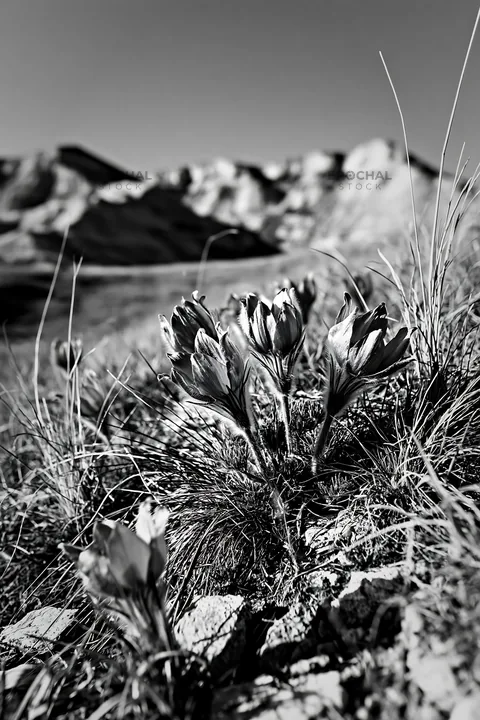 Chalk meadow with blooming flowers in black and white - AI-generated stock image