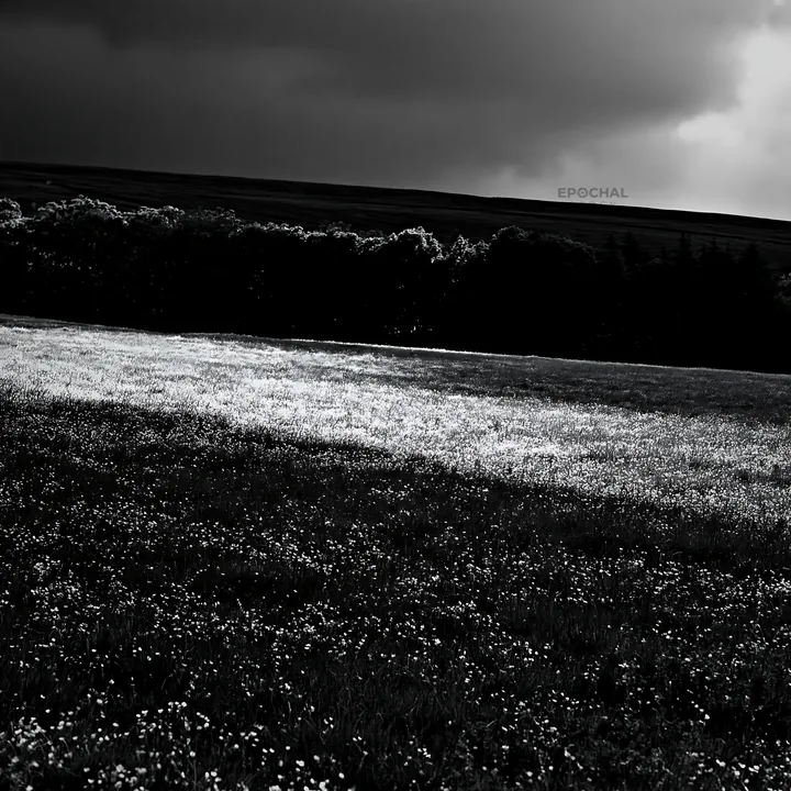 Yorkshire Dales buttercup hay meadow in black and white - AI-generated stock image