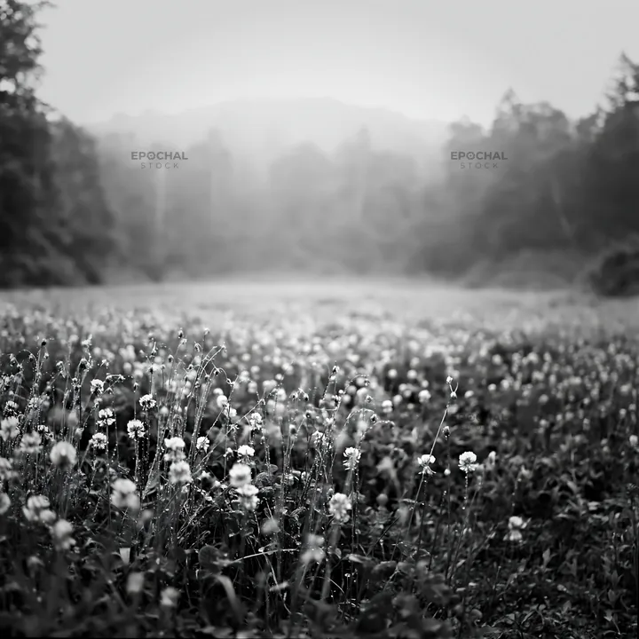 Black and white iwate rain refreshed meadow seedhead foreground - AI-generated stock image