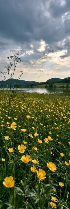 Lakeside meadow with yellow flowers in Germany - AI-generated stock image