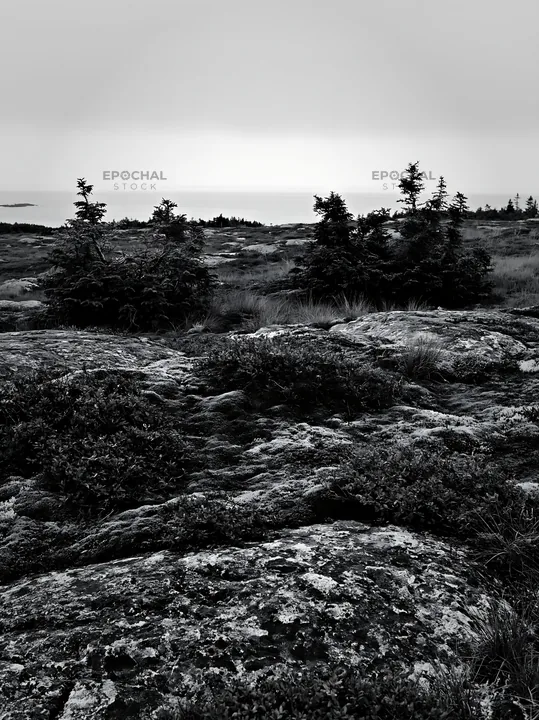 Mossy boulder meadow with distant trees and foggy horizon - AI-generated stock image