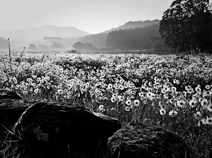 Kyoto spring wildflower meadow with stones in foreground - AI-generated stock image