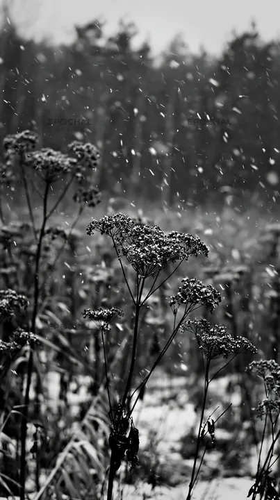 Seedhead meadow in winter snow - AI-generated stock image