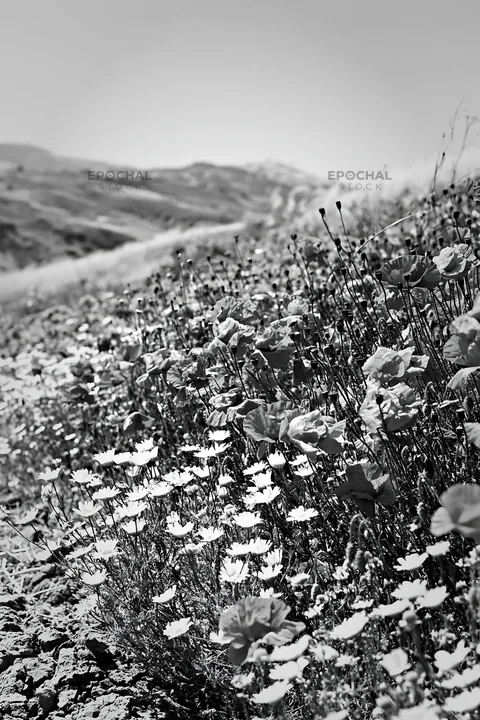 Spring meadow with flowers and mountains in the background - AI-generated stock image