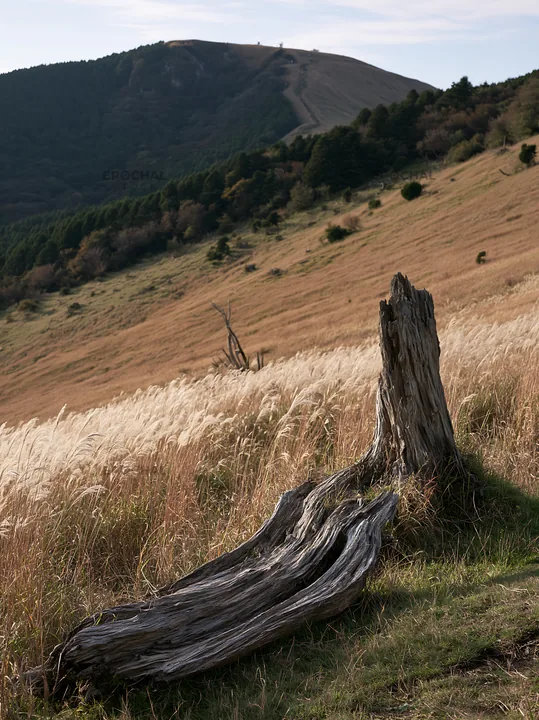 Wakayama autumn meadow with weathered wood in foreground - AI-generated stock image
