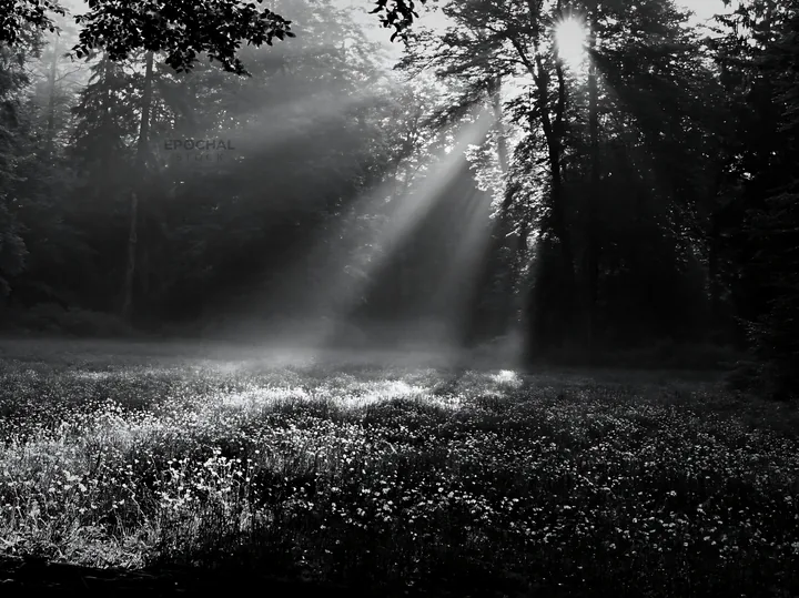 Black and white misty forest meadow illuminated by sunlight - AI-generated stock image
