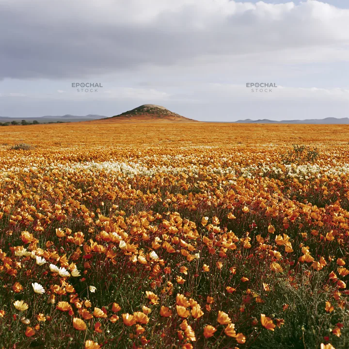 Rainwashed meadow filled with vibrant wildflowers - AI-generated stock image