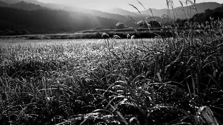 Fukui native grass meadow covered in rain droplets - AI-generated stock image