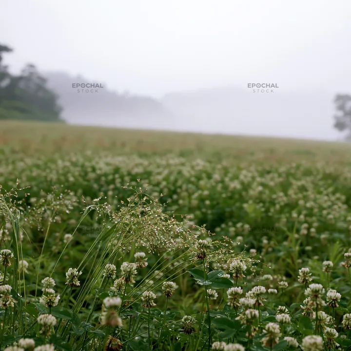 Iwate rain refreshed meadow seedhead foreground - AI-generated stock image