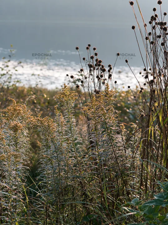 Expansive Hokkaido restoration meadow with dewdrops - AI-generated stock image