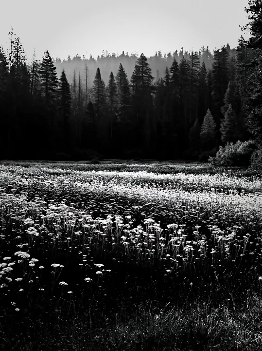 Yarrow meadow blooms among trees in black and white scene - AI-generated stock image
