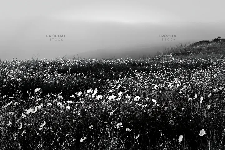 Black and white colorful cosmos meadow blooms under soft light - AI-generated stock image