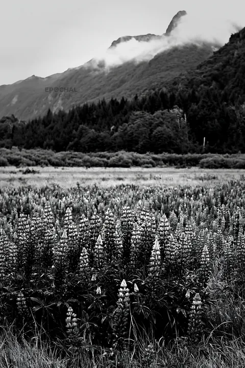 Lupin meadow with mountain background and cloudy sky - AI-generated stock image