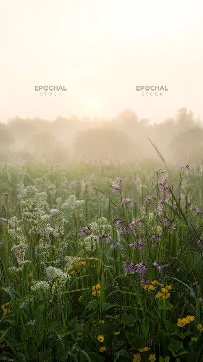 Biodiverse meadow with flowers and morning mist - AI-generated stock image