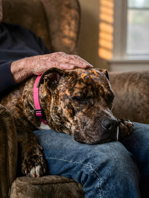 Dog rests on lap of person in cozy chair at home Free Premium Stock Image - stock photo