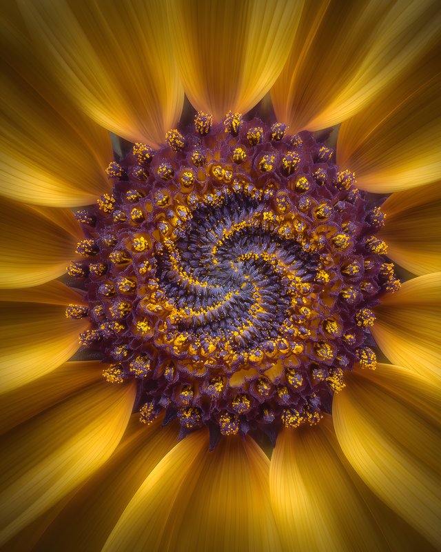 Sunflower blooms with spiral pattern in bright colors Free Premium Stock Image - stock photo