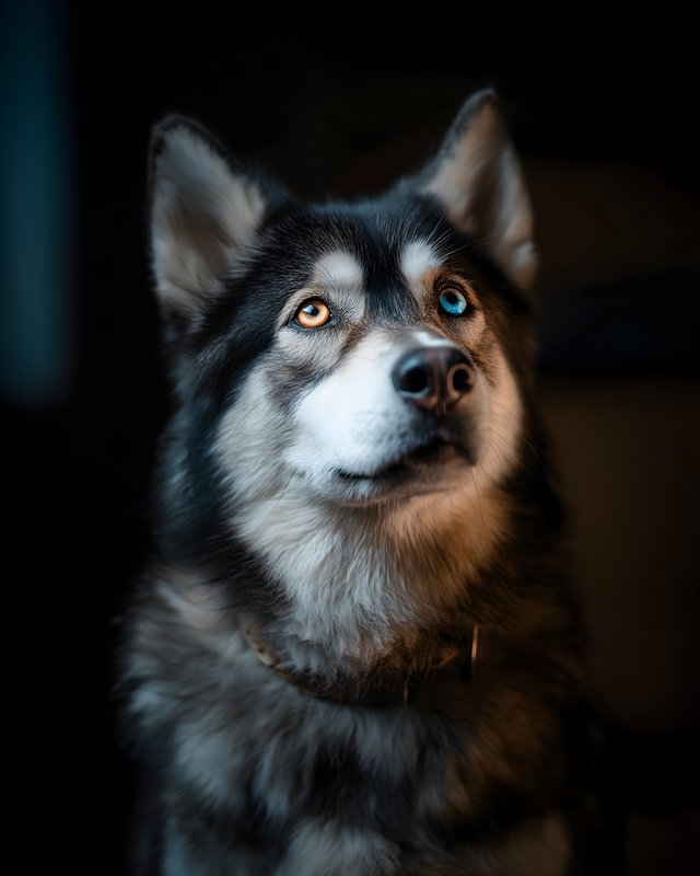 Siberian husky looking up with blue and brown eyes Free Premium Stock Image - stock photo