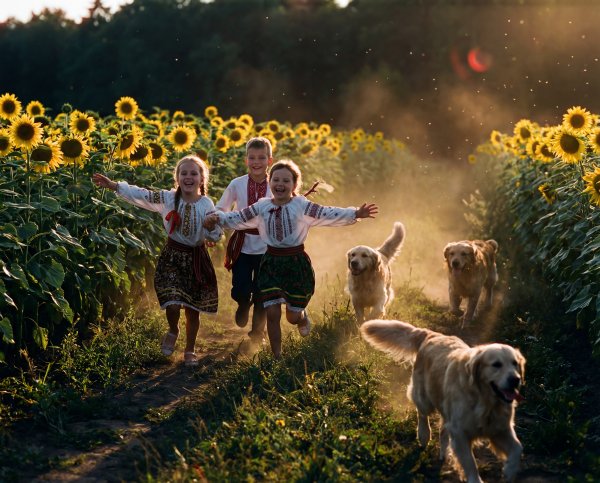 Children and dogs run in a sunflower field during sunset - stock photo