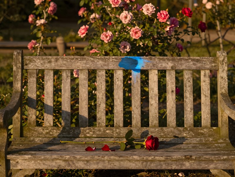 Old bench in a garden with flowers and a red rose laying down Premium Stock Image - stock photo