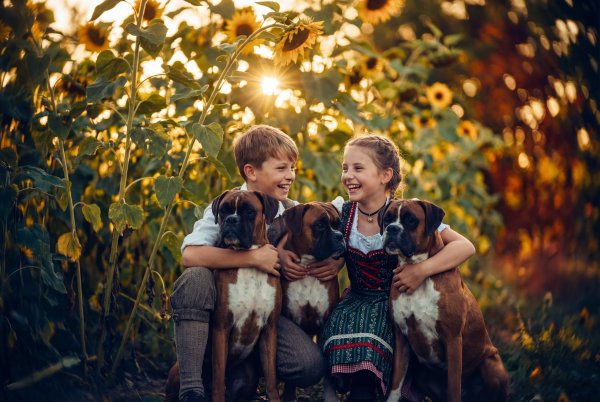 Kids smiling with dogs in a sunflower field at sunset - stock photo