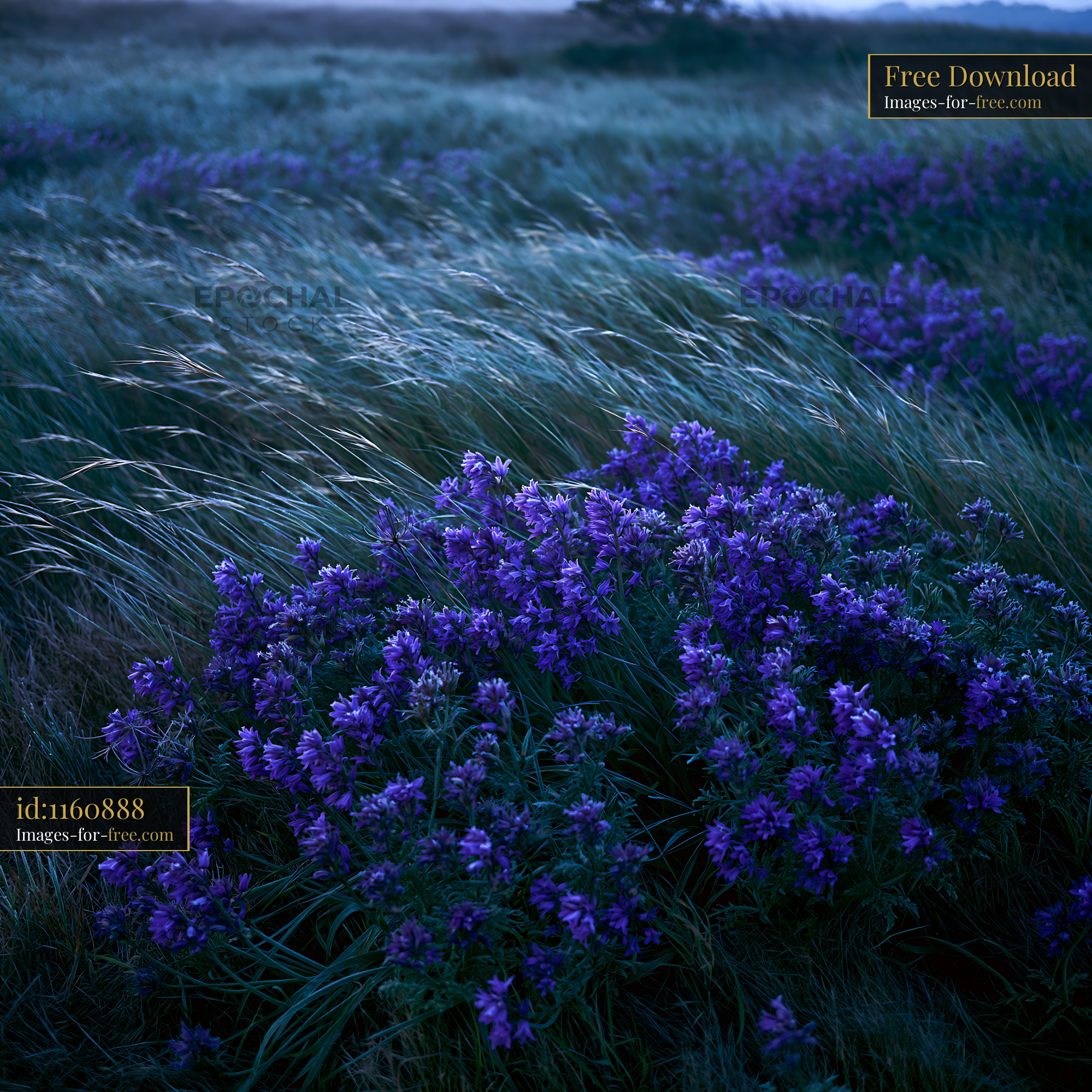Watermarked full-resolution preview of Violet flowers blooming in a grassy field during twilight