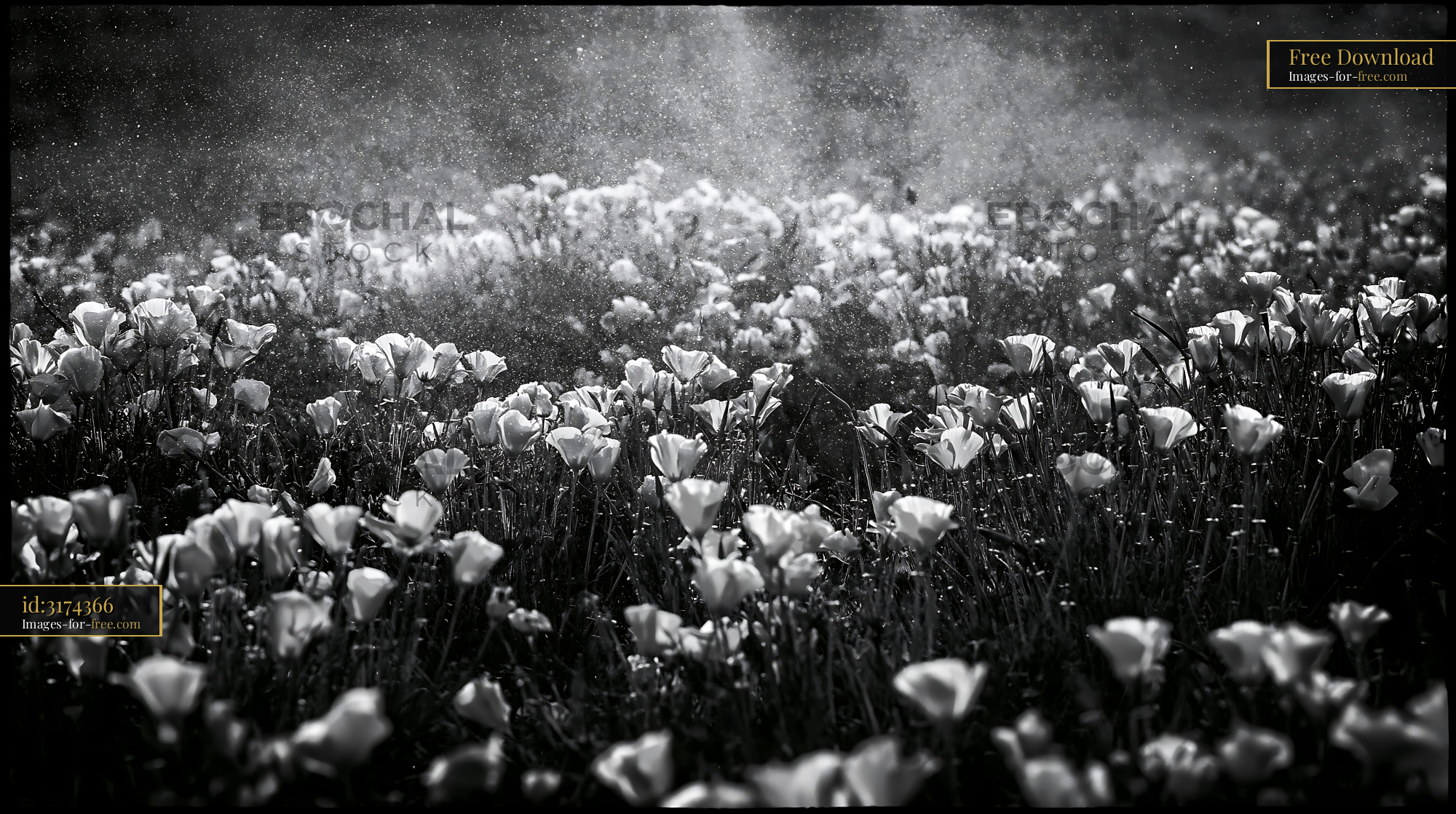 Watermarked full-resolution preview of Field of white flowers under sunlight