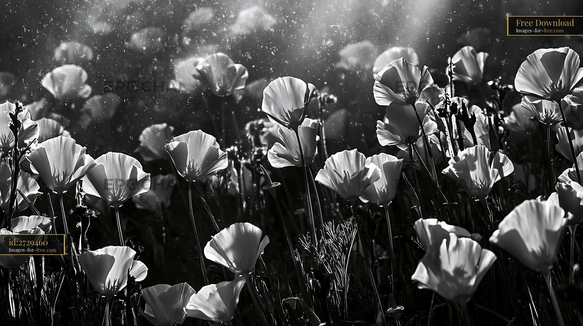 Watermarked full-resolution preview of Black and white flowers under sunlight display natural beauty