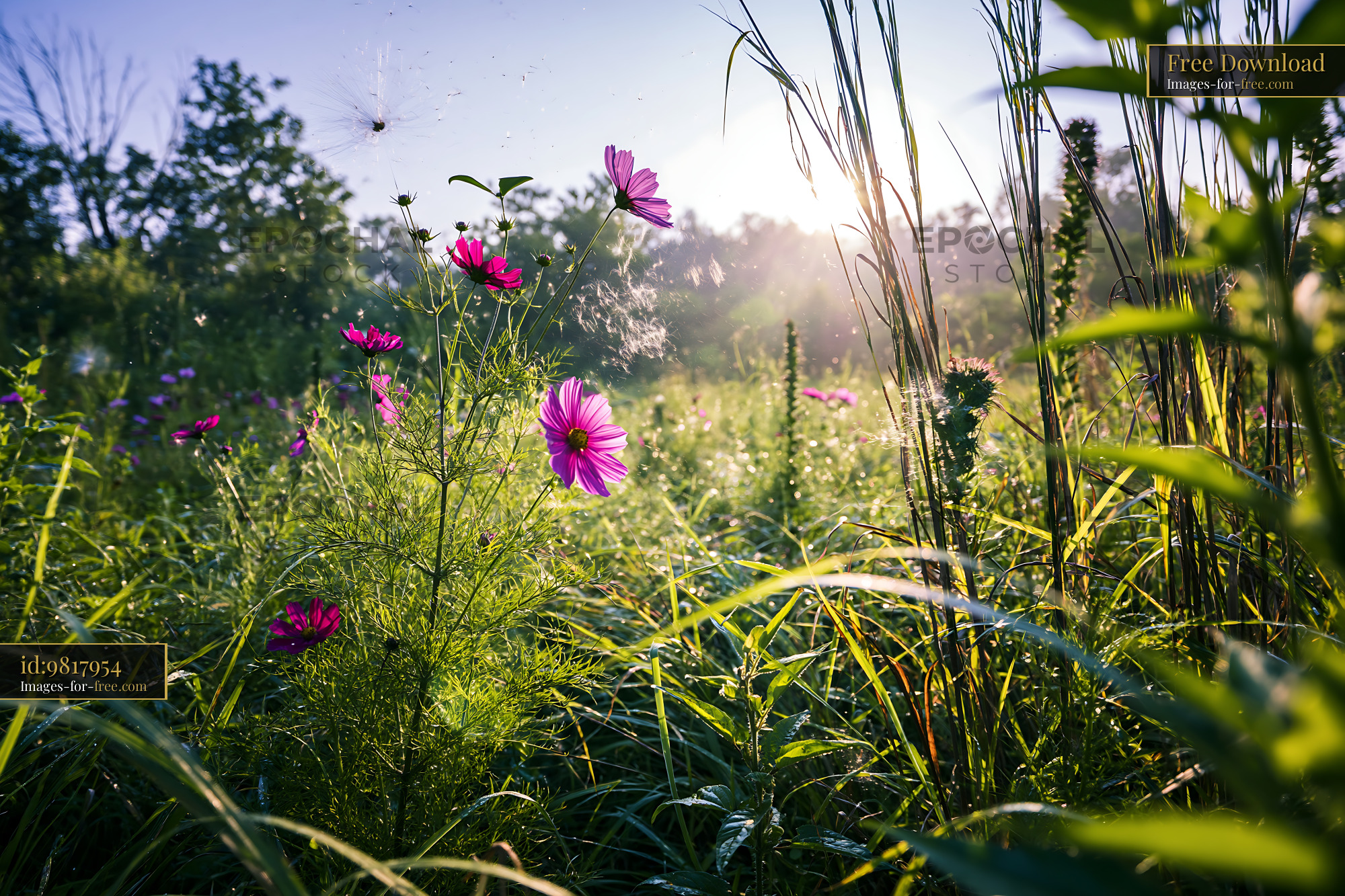 Watermarked full-resolution preview of Wildflowers in a meadow during morning light