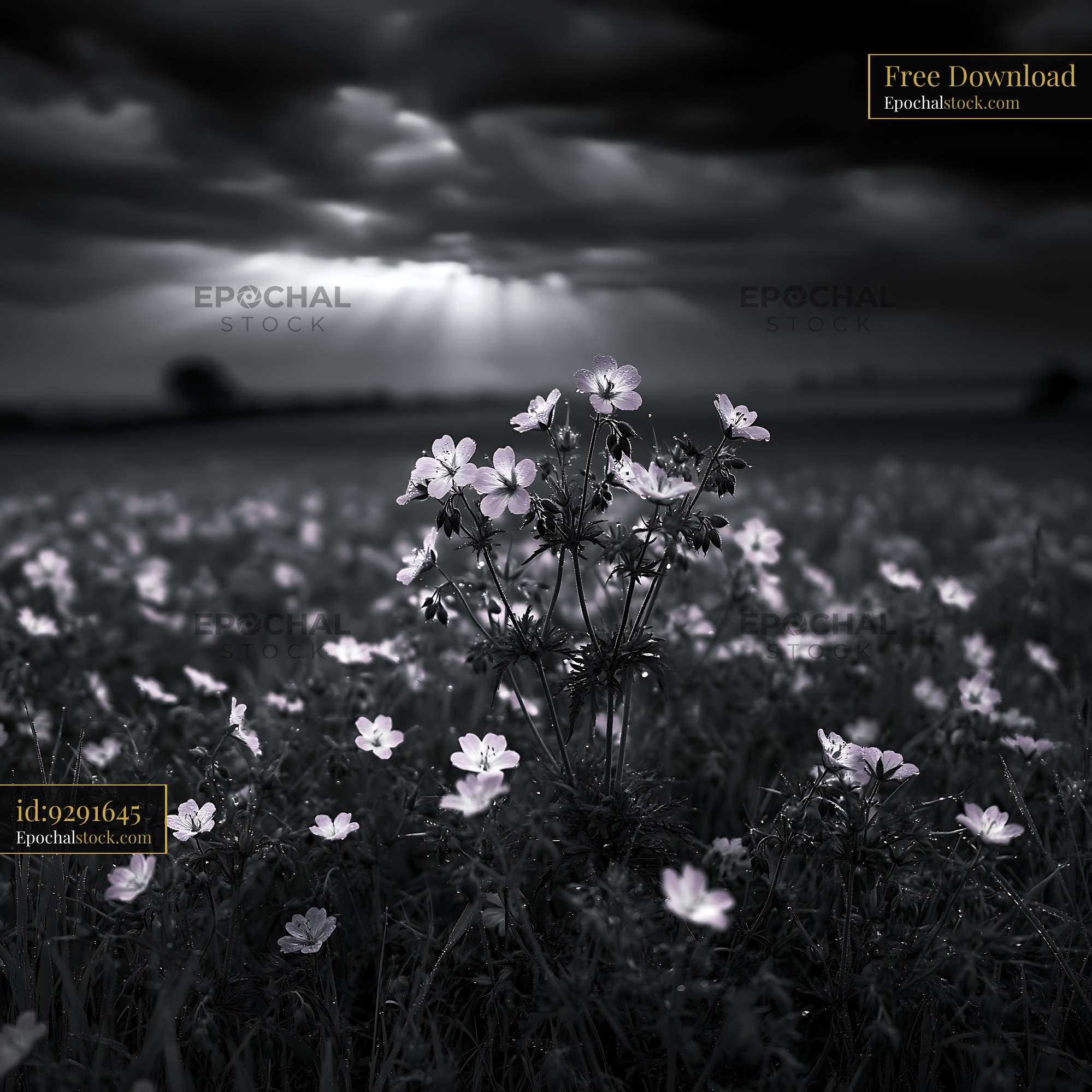 Watermarked full-resolution preview of Flowers in a field under cloudy sky