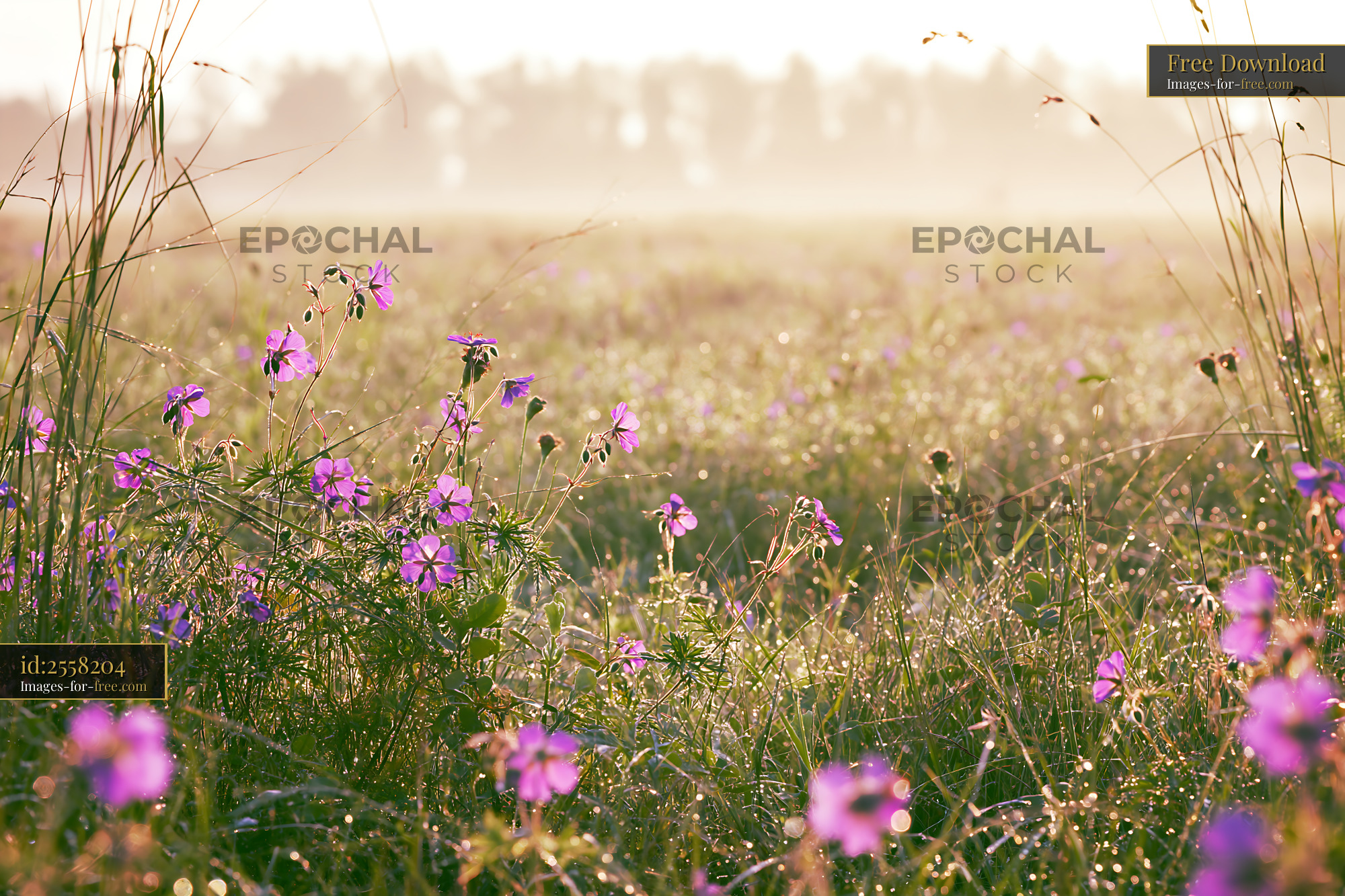 Watermarked full-resolution preview of Wildflowers bloom in a field during sunrise