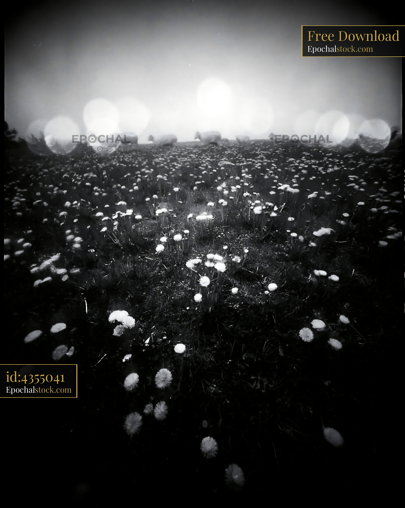 Watermarked full-resolution preview of Black and white field with flowers under cloudy sky