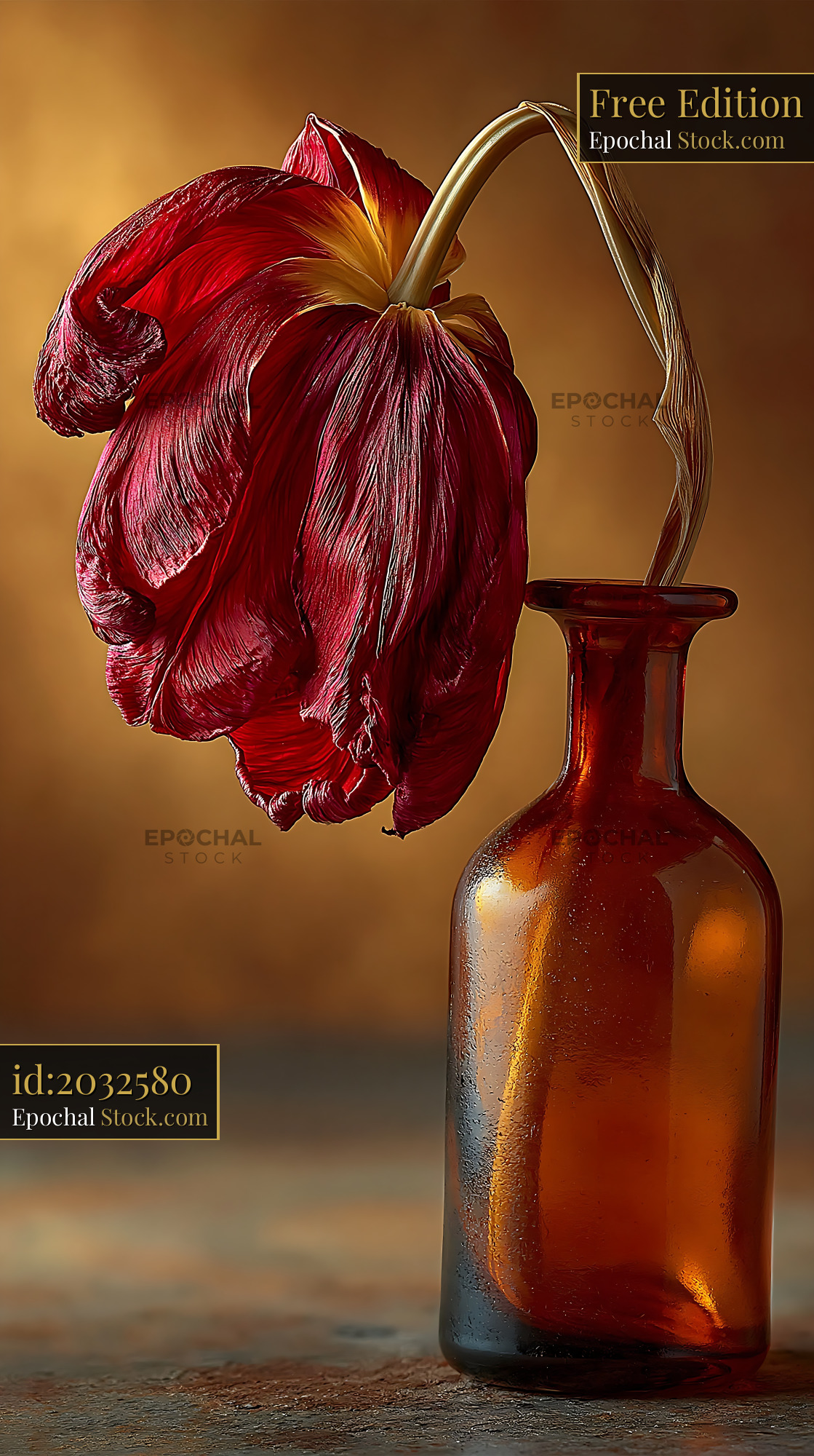 Single wilted red tulip in an amber glass vase - stock photo