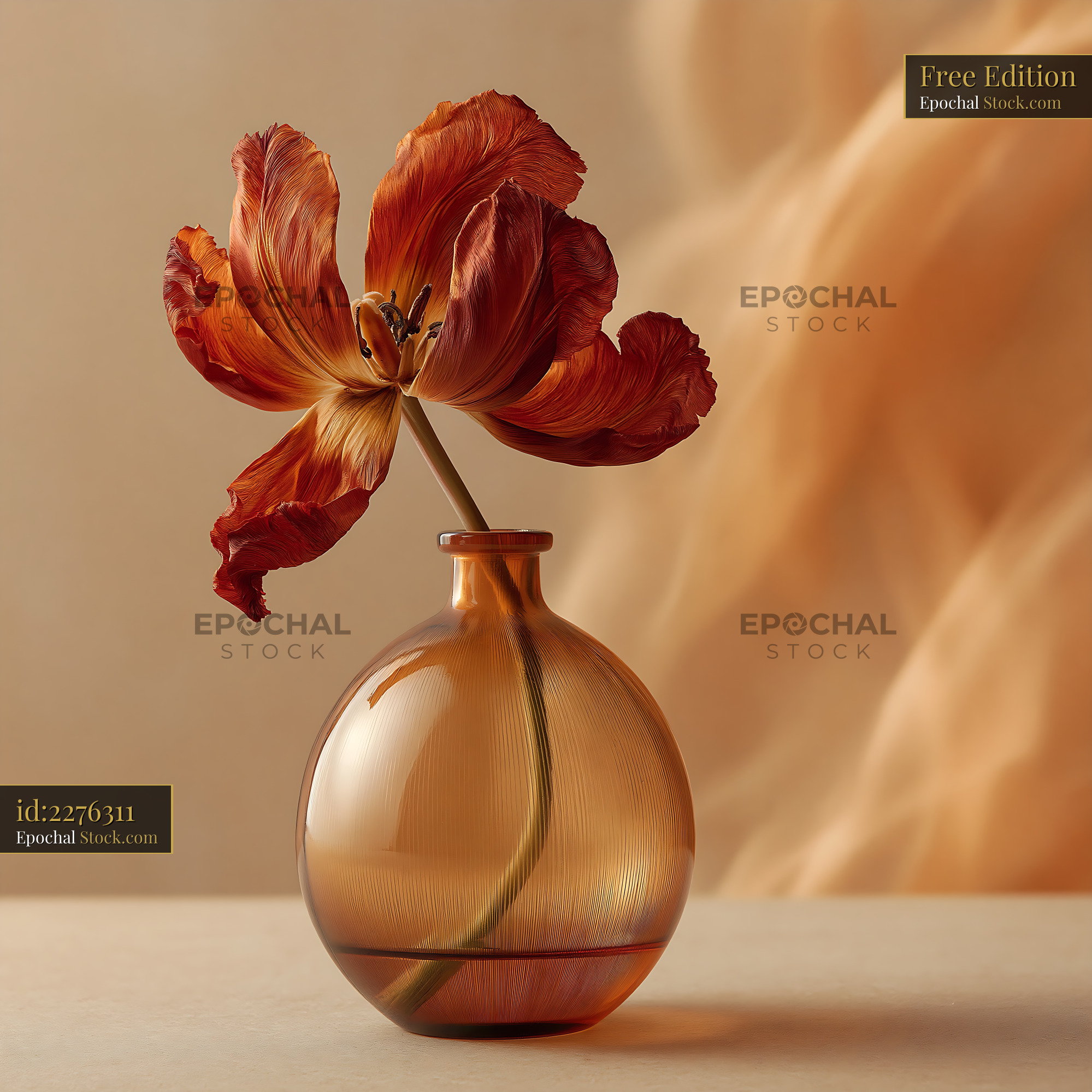 Withered orange tulip in amber glass vase on a neutral background - stock photo