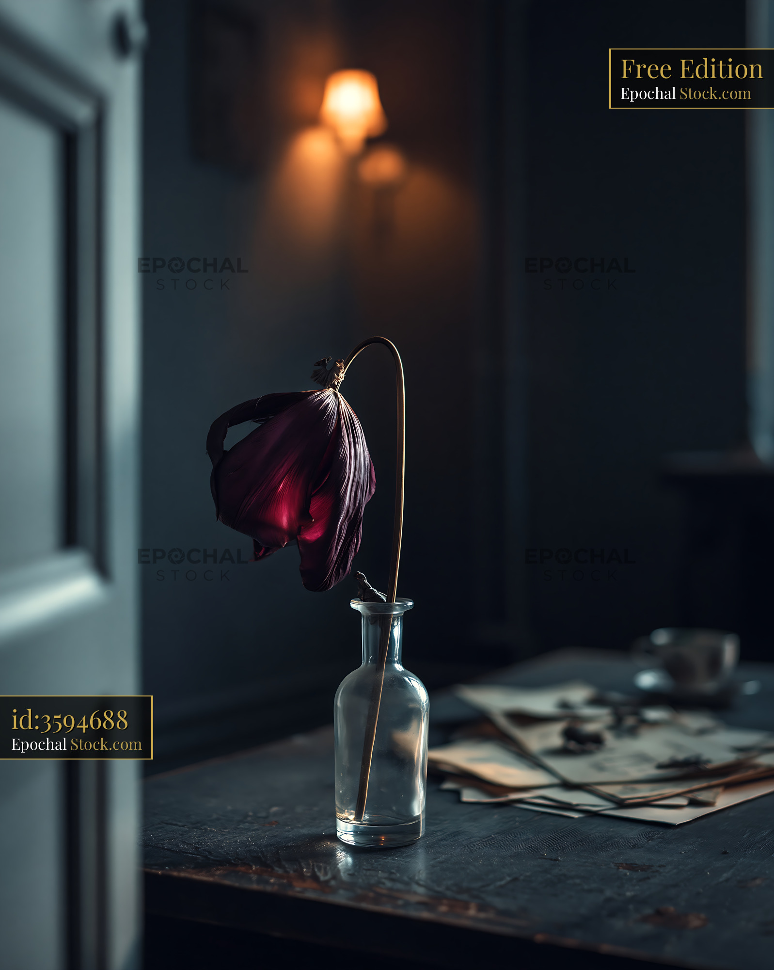 Wilted purple tulip in glass bottle on a dark wooden table - stock photo