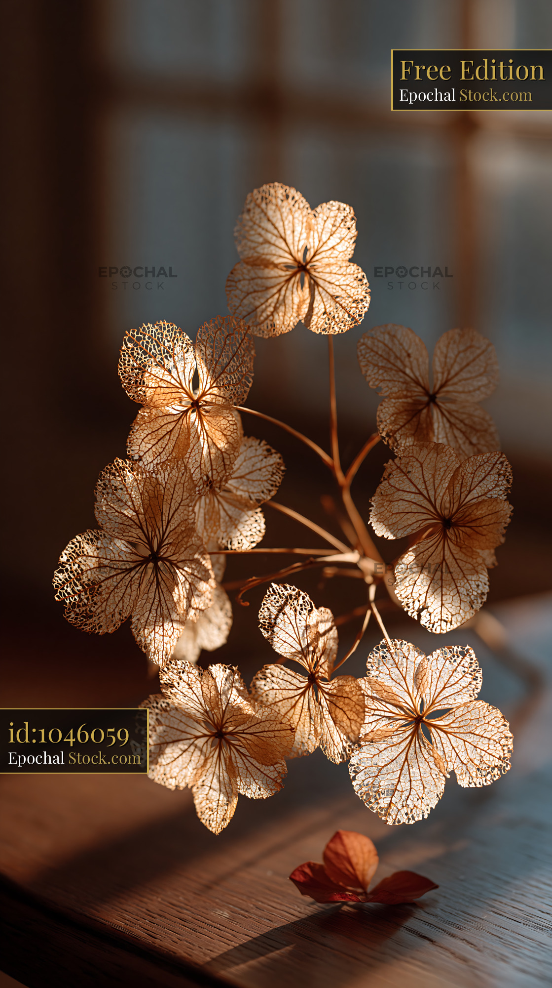 Dried hydrangea flowers with skeleton petals in warm golden sunlight - stock photo