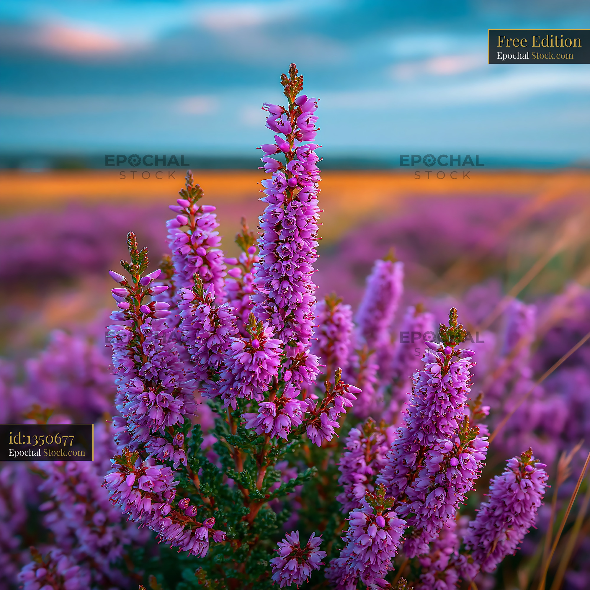 Blooming purple heather in a wild field during sunset - stock photo