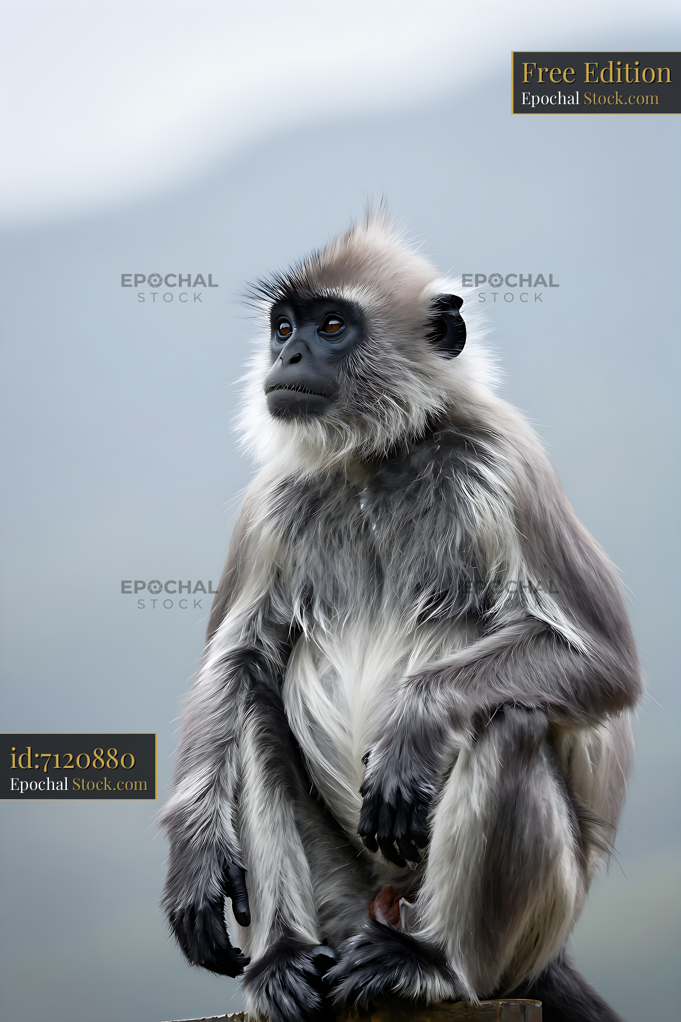 Silvered leaf monkey sitting thoughtfully against a misty background - stock photo